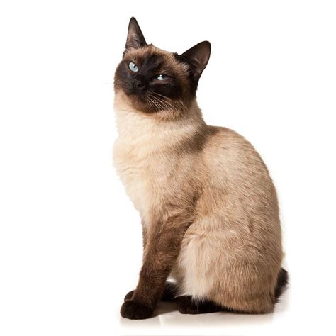 Siamese Cat Wallpapers - Wallpaper Cave