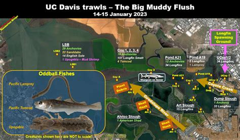 Fish in the Bay – January 2023, Part 1 – Atmospheric River Blowout ...