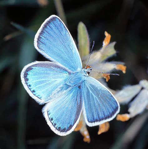 Polyommatus Eros Monaco Nature Encyclopedia