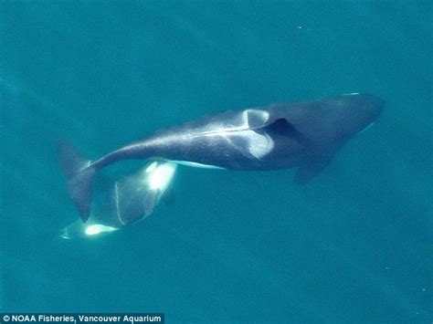 Drone Captures Pictures Of A Killer Whale Feeding Its Newborn Calf