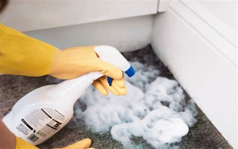 Six Diy Methods To Get Rid Of Mold From Your Carpet Ia Mold Removal