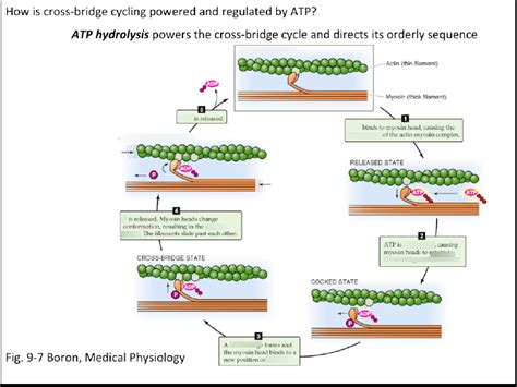 Sliding Filament Theory Diagram Diagram Quizlet