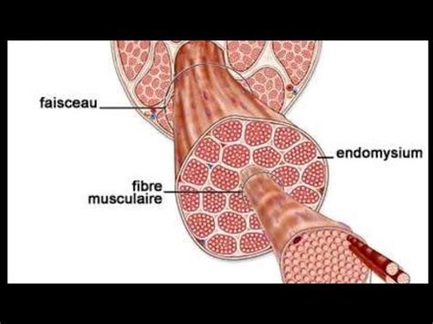 Svt Bac Pc Le R Le Du Muscle Stri Squelettique Dans La Transformation