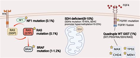 molecular characterization  kitpdgfra wild type wt