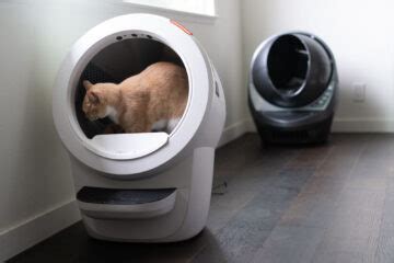 Litter-Robot 4 vs 3 Comparison: We Tested Both Litter Boxes!