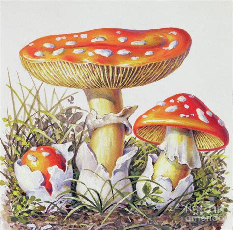 Study Of Fungus Painting By Josef Fleischmann Fine Art America