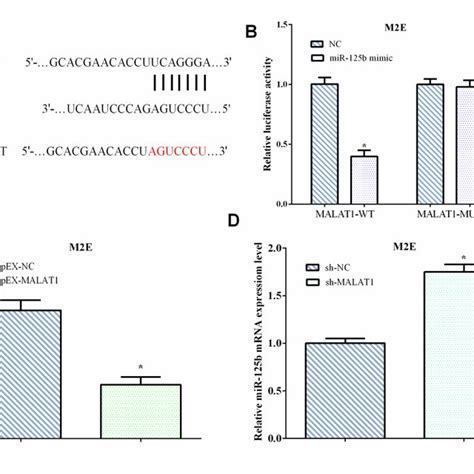 Lncrna Malat Is Overexpressed In Laryngocarcinoma Tissues And Cells