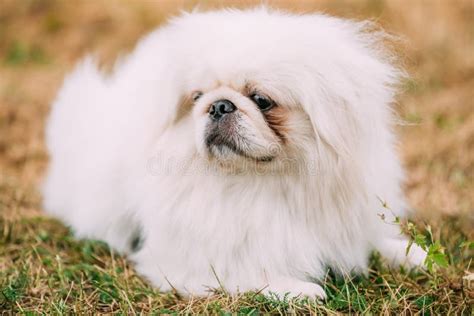 Close Up Portrait Of Young White Pekingese Stock Photo Image Of