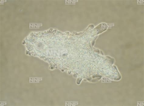 nnp photo library
