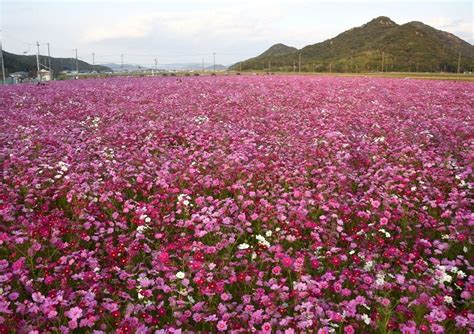 馬場コスモス畑が満開です たつの市 20221023 なごみの花屋さん