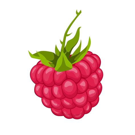 Raspberry Food Cartoon Vector Illustration 17391553 Vector Art At Vecteezy