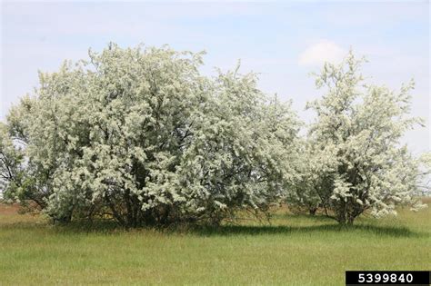 Russian olive, Elaeagnus angustifolia (Rhamnales: Elaeagnaceae) - 5399840