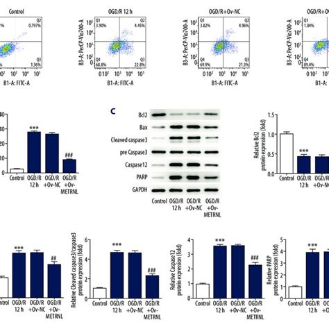 A B METRNL Overexpression Induced Activation Of AMPK PAK2 Signaling