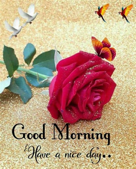 Pin By 🦋 Manik 🦋 On Good Morning Good Morning Flowers Good Morning Roses Good Morning