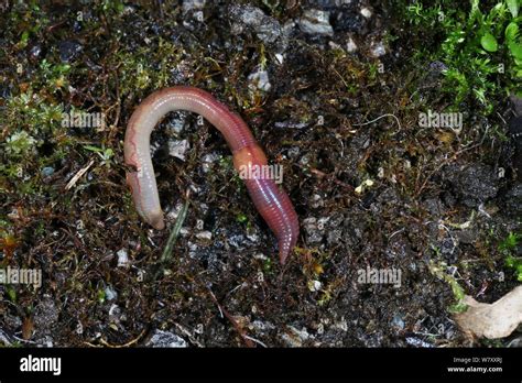 Lumbricus Terrestris Hi Res Stock Photography And Images Alamy