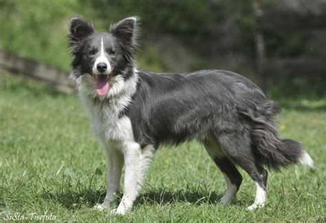 The Border Collie Blue Spirits Border Collies