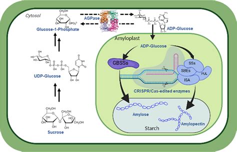 Illustration Of The Steps In Starch Biosynthetic Pathway Edited With