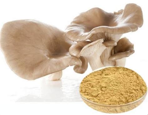 Oyster Mushroom Powder Weight Vary At Best Price Inr Inr