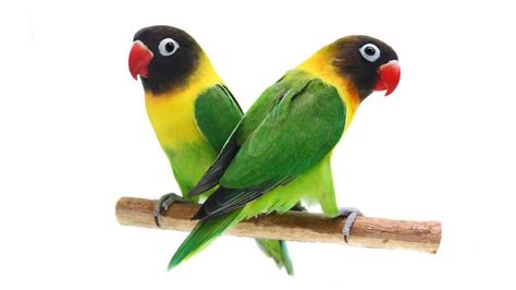 How Many Types Of Love Birds Fact About Lovebirds