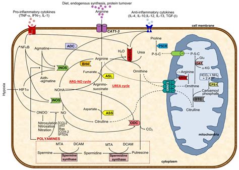 Major Cellular Arginine Metabolic Routes And Regulatory Mechanisms The