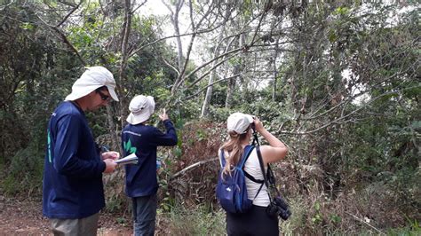 Monitoramento Ambiental E Os Saguis Invasores Geonoma