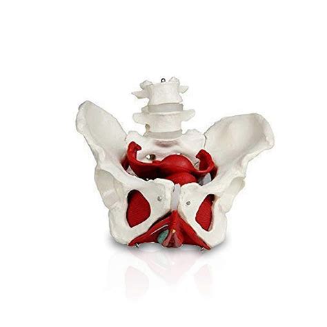 Female Pelvis with Organs Pelvic Floor Muscles and Reproductive Organs