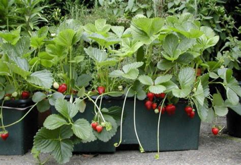 L Gumes Qui Poussent Facilement En Pot Si Vous Manquez D Espace