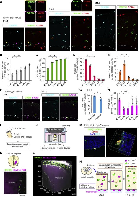 CD206 Macrophages Transventricularly Infiltrate The Early Embryonic