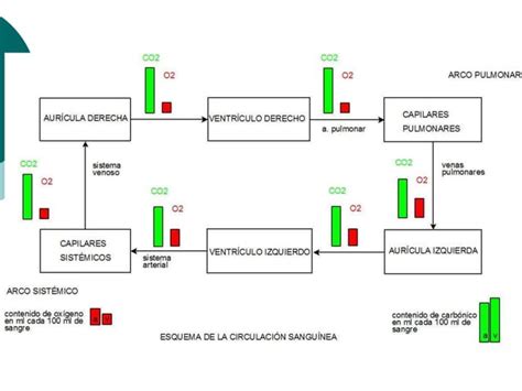 Examen Fisico Aparato Cardiovascular PPT