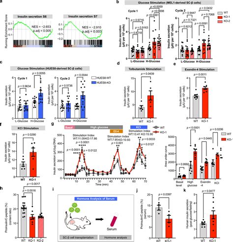 Znt Lof Promotes Insulin Secretion And Proinsulin Conversion In Sc