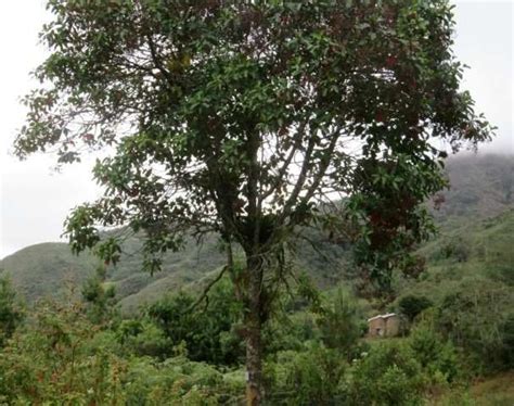 Peru in danger of losing its national cinchona tree