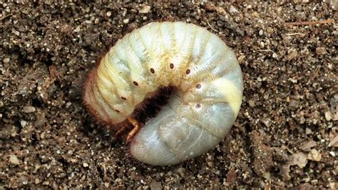 How To Prevent Grub Worms From Tearing Up Your Lawn 5 Eyewitness News