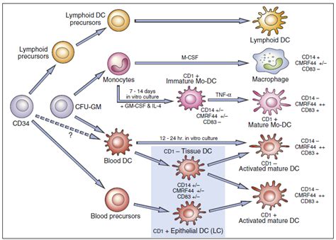 Antigen Presenting Cells Pharmacy Gyan