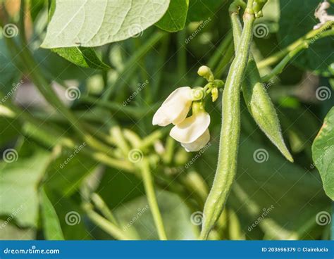 Planta De Frijol Verde Con Vaina Y Flores Blancas En El Jardín En Un