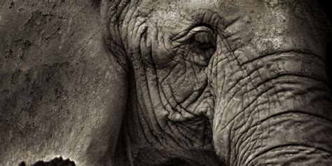 Stop Elephant Poaching! | HuffPost