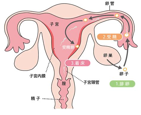 受精 から 着 床 まで 何 日 Allies1ji