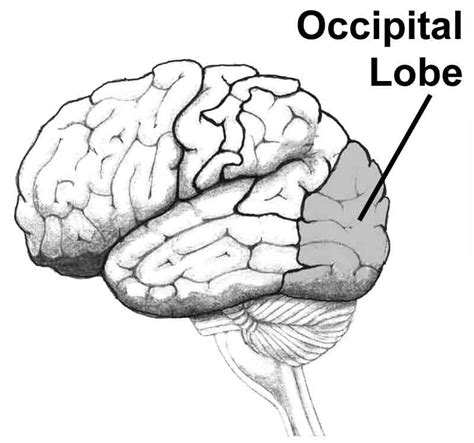 Occipital Lobes Definition Memorylossonline