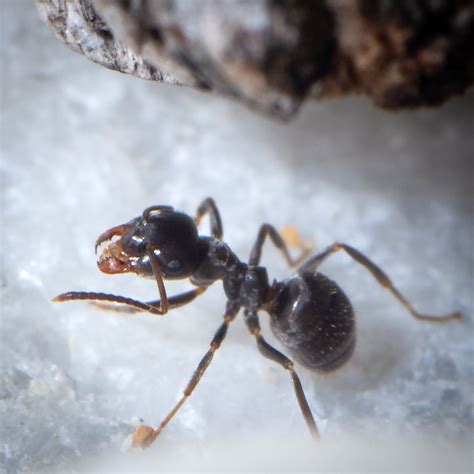 Lasius Niger Schede Di Allevamento Ants Italia