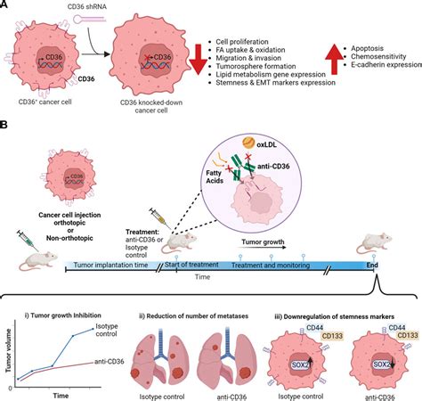 Frontiers Role Of Cd In Cancer Progression Stemness And Targeting