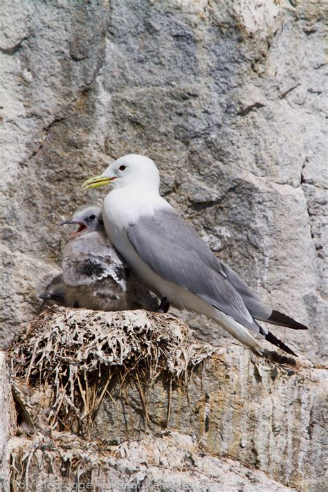 Nesting Black-legged Kittiwakes | Photos by Ron Niebrugge