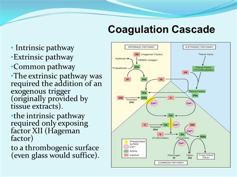 Intrinsic Pathway Coagulation Cascade