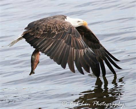 Bald Eagles Invade Coeur d'Alene Idaho Every Winter