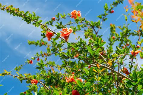 Premium Photo | Flowering pomegranate tree