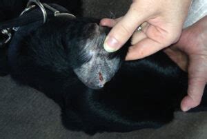 Vasculitis en perros: causas, síntomas y tratamiento completo | Mascotario