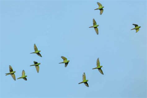 Où faire de lobservation doiseaux dans le delta de lOkavango