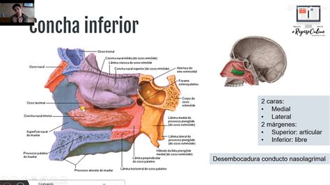 Osteología de Cabeza y Cuello YouTube