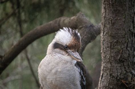 Kookaburra Australia Pájaro Fauna Foto gratis en Pixabay Pixabay