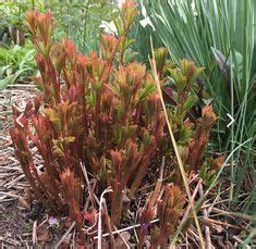 Garden Porteranthus Syn Gillenia Trifoliata Biwmans Root Indian