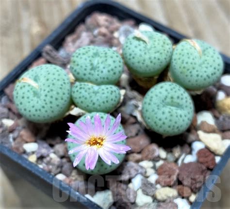 SHPR15054 Conophytum wettsteinii Кактус онлайн