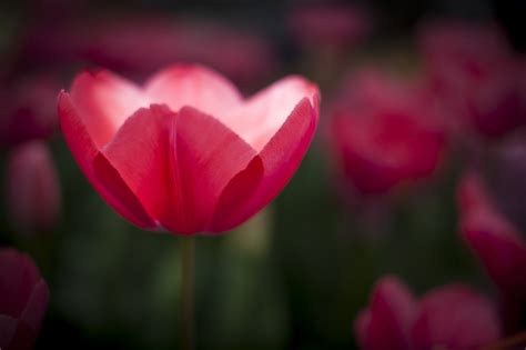 Wallpaper Leaves Flowers Red Plants Blossom Pink Flower Tulip